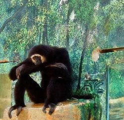 sitting_monkey