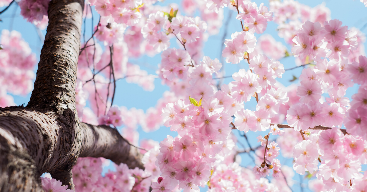 Japanese Cherry Blossoms in Bloom